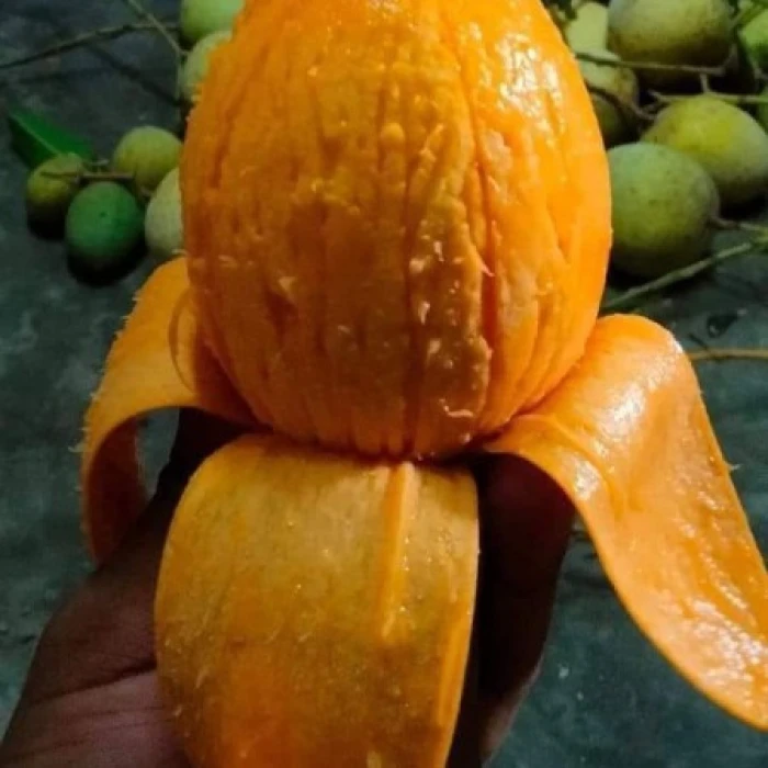 40 কেজি গোবিন্দভোগ আম 4800 টাকা