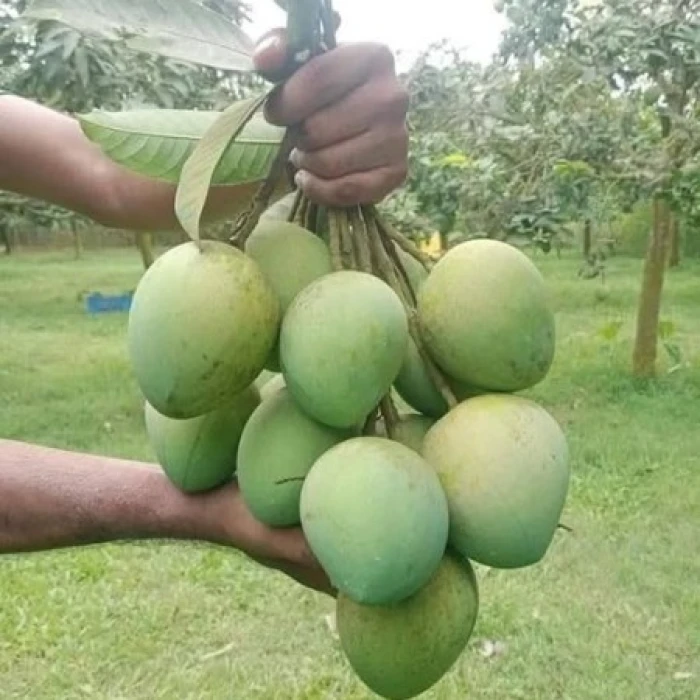 40 কেজি গোবিন্দভোগ আম 4800 টাকা